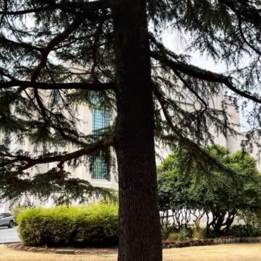 Intergenerational Creation Care Forum: All About Trees